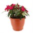 New Guinea Hybrid Dark Pink 6.5L Pot Bedding 