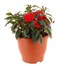 New Guinea Hybrid Red 6.5L Pot Bedding 