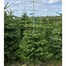 Nordmann Fir Slimline 5.5-7ft (165-210cm) Real Cut Christmas Tree