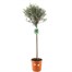 Olive Tree - Olea Europaea - 20cm x 20cm Pot