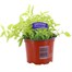 Oregano Aureum Gold 10.5cm Pot Bedding