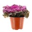 Ornamental Kale Red 13cm Pot Bedding 