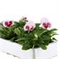 Pansy F1 Chiffon 6 Pack Boxed Bedding