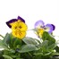 Pansy F1 Blue Morpho 6 Pack Boxed Bedding 