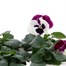 Pansy F1 Cassis Knight 6 Pack Boxed Bedding