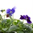 Pansy F1 Sweet Light Mix 6 Pack Boxed Bedding 