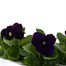 Pansy F1 Violet 6 Pack Boxed Bedding