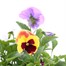 Pansy F1 Mixed 2L Pot Bedding