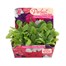 Petunia F1 Hybrids Mixed 20 Baby Bedding Cell Plug Plants