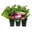 Petunia Mixed Mini 6 Boxed Bedding