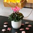 Cyclamen Pink Indoor Houseplant - 11cm Pot