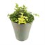 Planted Laurel Pot 13 Inches Outdoor Bedding Container - Summer
