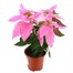 Poinsettia Christmas Houseplant Pink 13cm - With Decorative Pot