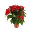 Poinsettia Christmas Houseplant Red 13cm - With Decorative Pot