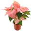 Poinsettia Christmas Houseplant Salmon Pink 13cm - With Decorative Pot