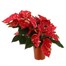 Poinsettia Christmas Houseplant Variegated 13cm - With Decorative Pot