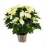 Poinsettia Christmas Houseplant - White 13cm - With Decorative Pot