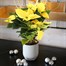 Poinsettia Christmas Houseplant Yellow 13cm - With Decorative Pot