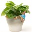 Potty Feet Decorative Pot Buddies - Beatrix Potter Peter Rabbit Climbing In To Pot (PBBP0010C) 