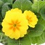 Primrose F1 Golden Yellow 6 Pack Boxed Bedding