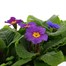 Primrose Provence Mix - Super 6 Pack Boxed Bedding