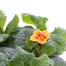 Primrose F1 Ringo Star Mix 6 Pack Boxed Bedding