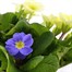 Primrose F1 Vanilla Sky 6 Pack Boxed Bedding