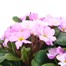 Primrose Woodland Dell Rose Super 6 Pack Boxed Bedding