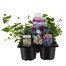 Recipe Cool Mix Blue Carry Pack Pot Bedding