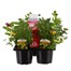 Recipe Hot Mix Carry Pack Pot Bedding