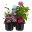 Recipe Pink Mix Carry Pack Box Bedding