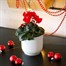 Cyclamen Red Indoor Houseplant - 11cm Pot