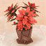 Rowood Poinsettia Wooden Puzzle by Robotime (TF001)