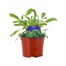 Sage Icterina 10.5cm Pot Bedding