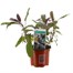 Sage Purpurea 10.5cm Pot Bedding 