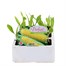 Sweet Corn Earlybird 6 Pack Boxed Bedding Vegetable