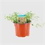 Thyme Golden 10.5cm Pot Bedding