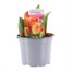 Tulip Apricot Beauty 10.5cm Pot Bedding Bulbs