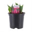 Tulip Purple Prince 13cm Pot Bedding Bulbs