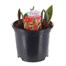 Tulip Red Riding Hood 13cm Pot Bedding Bulbs
