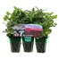 Verbena Vegas Purple & White Mini 6 Perfect Partners Boxed Bedding