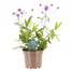 Verbena Santos Purple 2L Pot Perennial