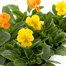 Viola F1 Citrus Mixed 6 Pack Boxed Bedding