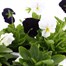 Viola F1 Ebony & Ivory 6 Pack Boxed Bedding