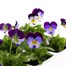 Viola F1 Denim 6 Pack Boxed Bedding