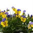 Viola F1 Yellow Blue Wing 6 Pack Boxed Bedding