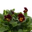 Viola F1 Red Yellow Face 6 Pack Boxed Bedding 