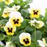 Viola F1 Lemon Ice Blotch 6 Pack Boxed Bedding