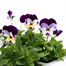 Viola F1 Mickey 6 Pack Boxed Bedding