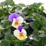 Viola F1 Peach Duet 6 Pack Boxed Bedding